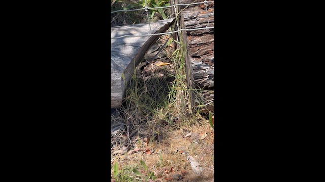 Falsa coralillo del Noroeste - ML657924521