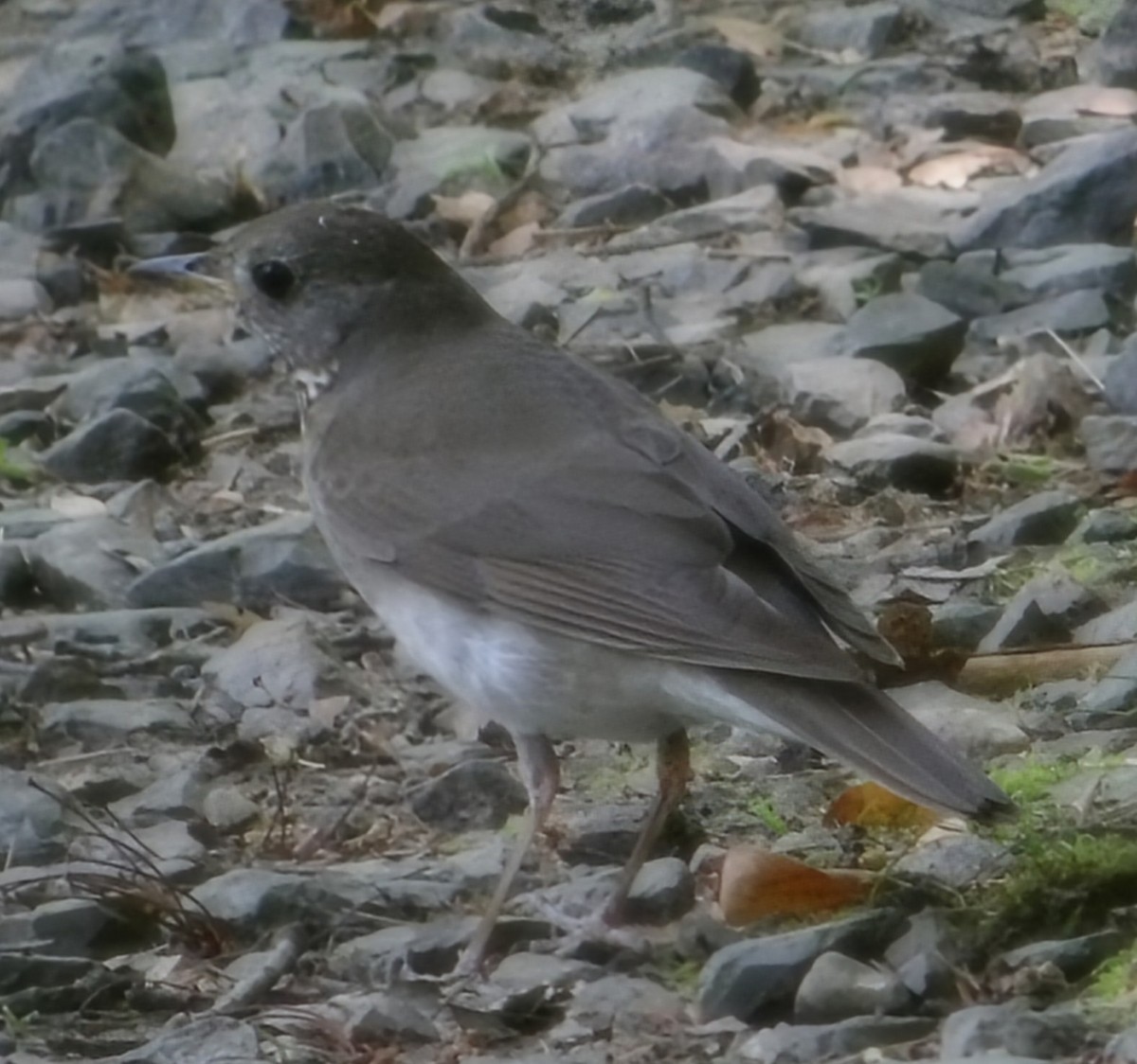 Gray-cheeked Thrush - ML657925636