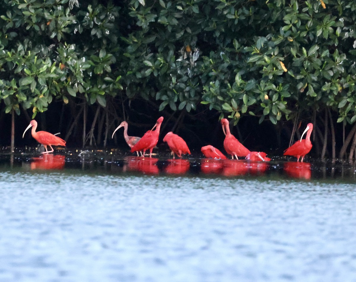 Scarlet Ibis - ML657926068