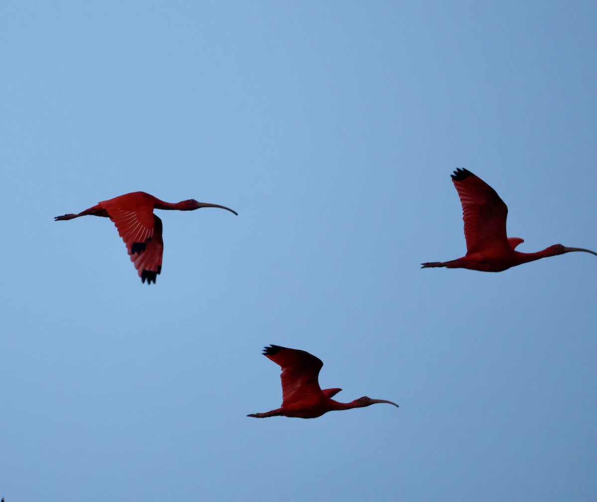Scarlet Ibis - ML657926069