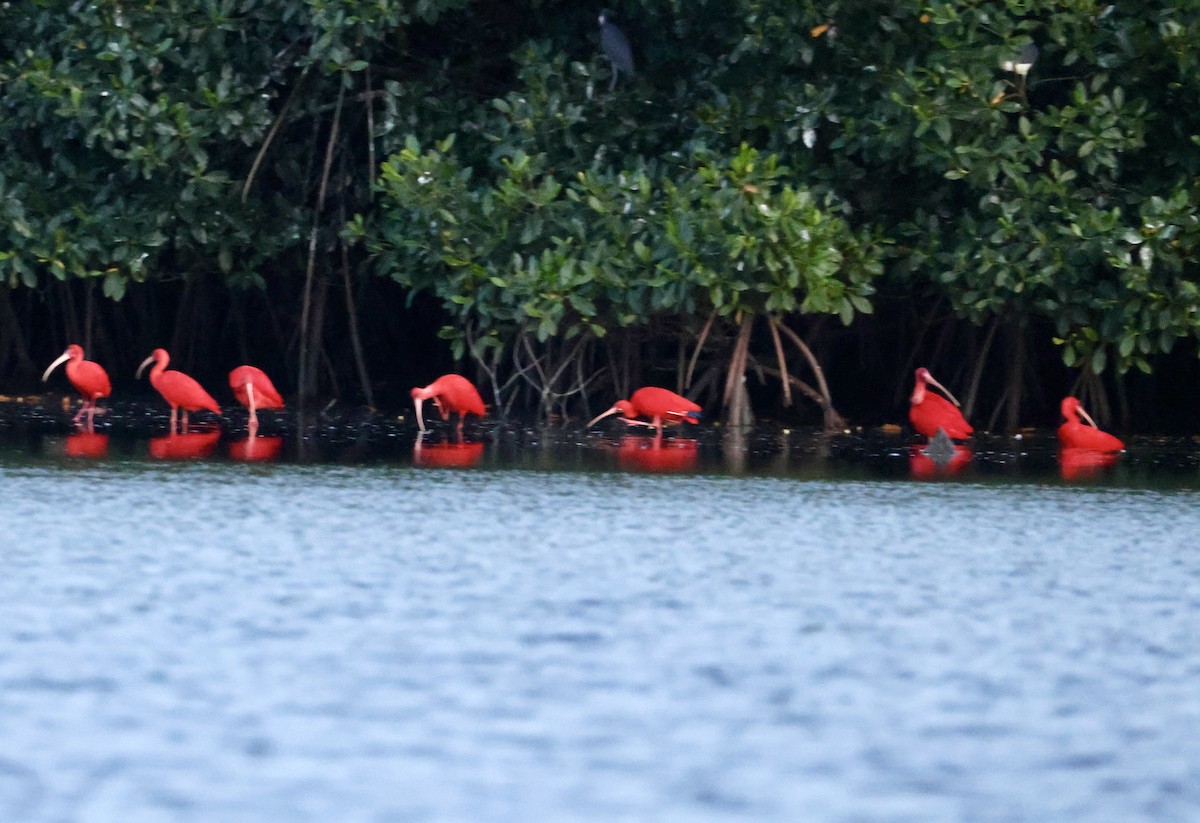 Scarlet Ibis - ML657926070