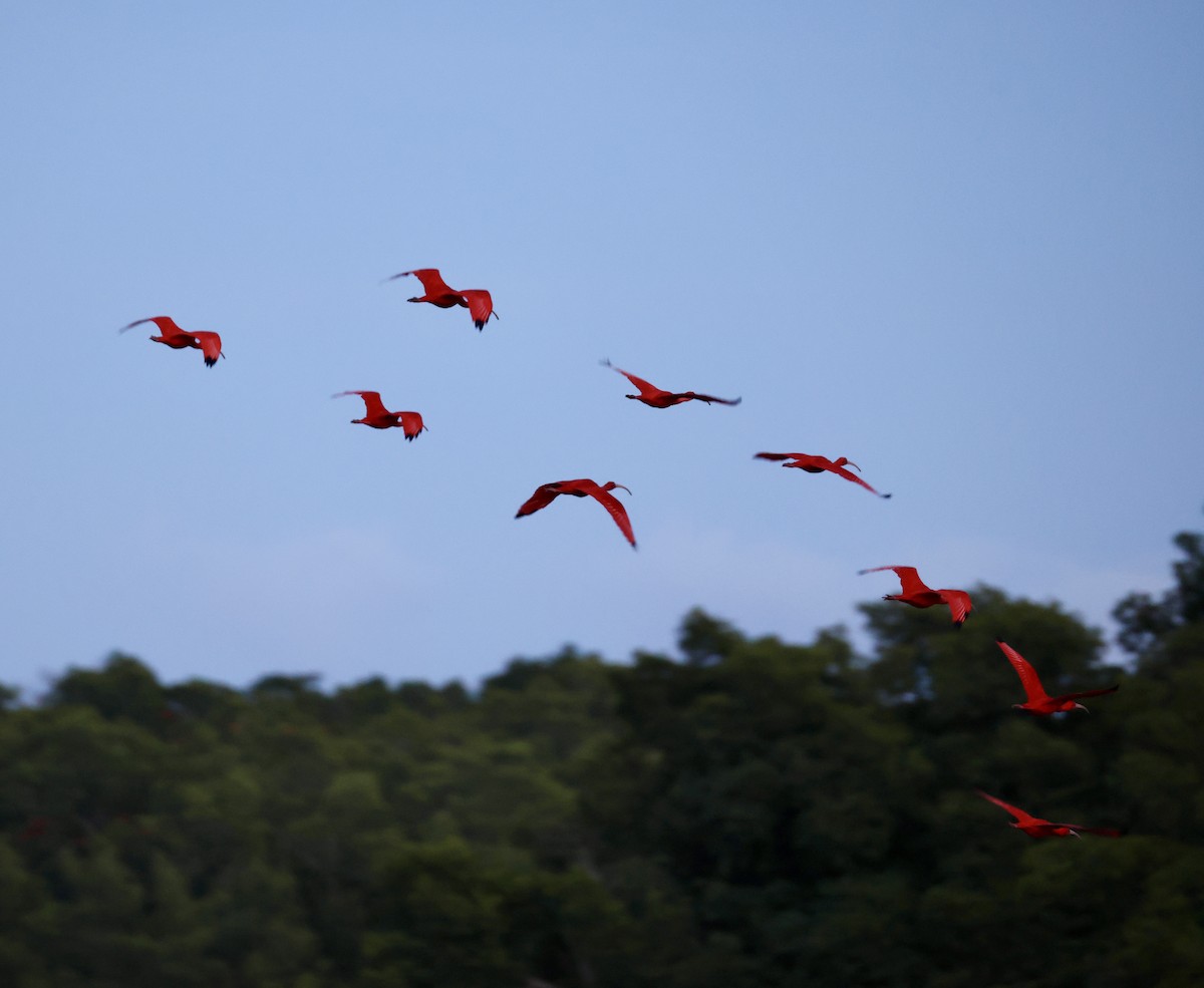 Scarlet Ibis - ML657926071