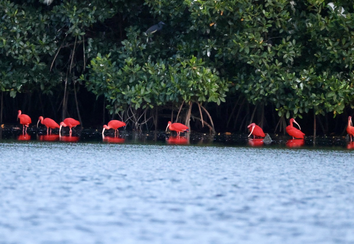 Scarlet Ibis - ML657926072