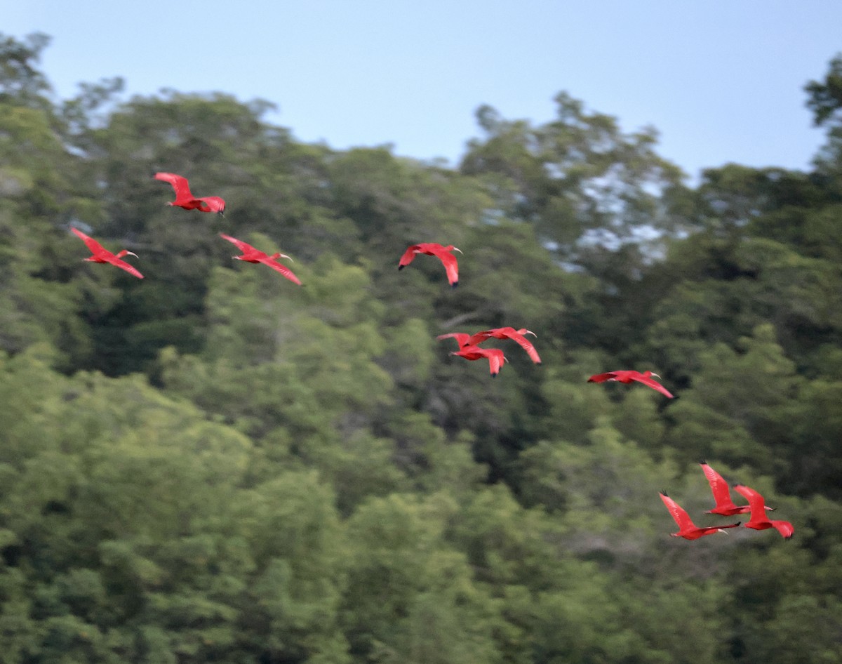 Scarlet Ibis - ML657926076