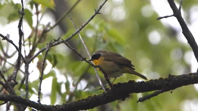 Common Yellowthroat - ML657926154