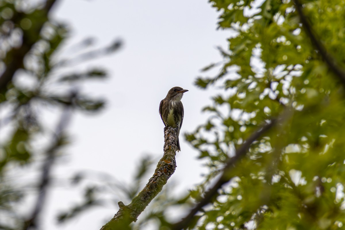 Olive-sided Flycatcher - ML657926844