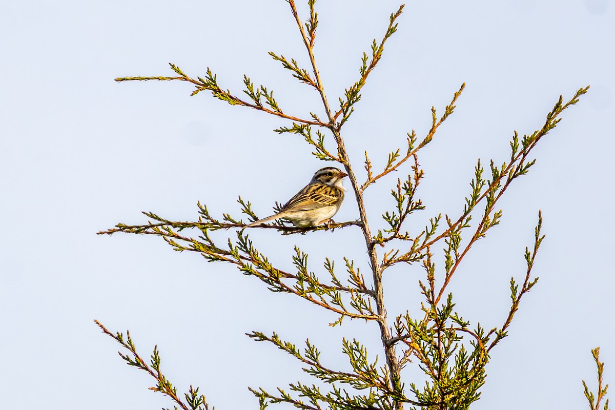 Clay-colored Sparrow - ML657926865