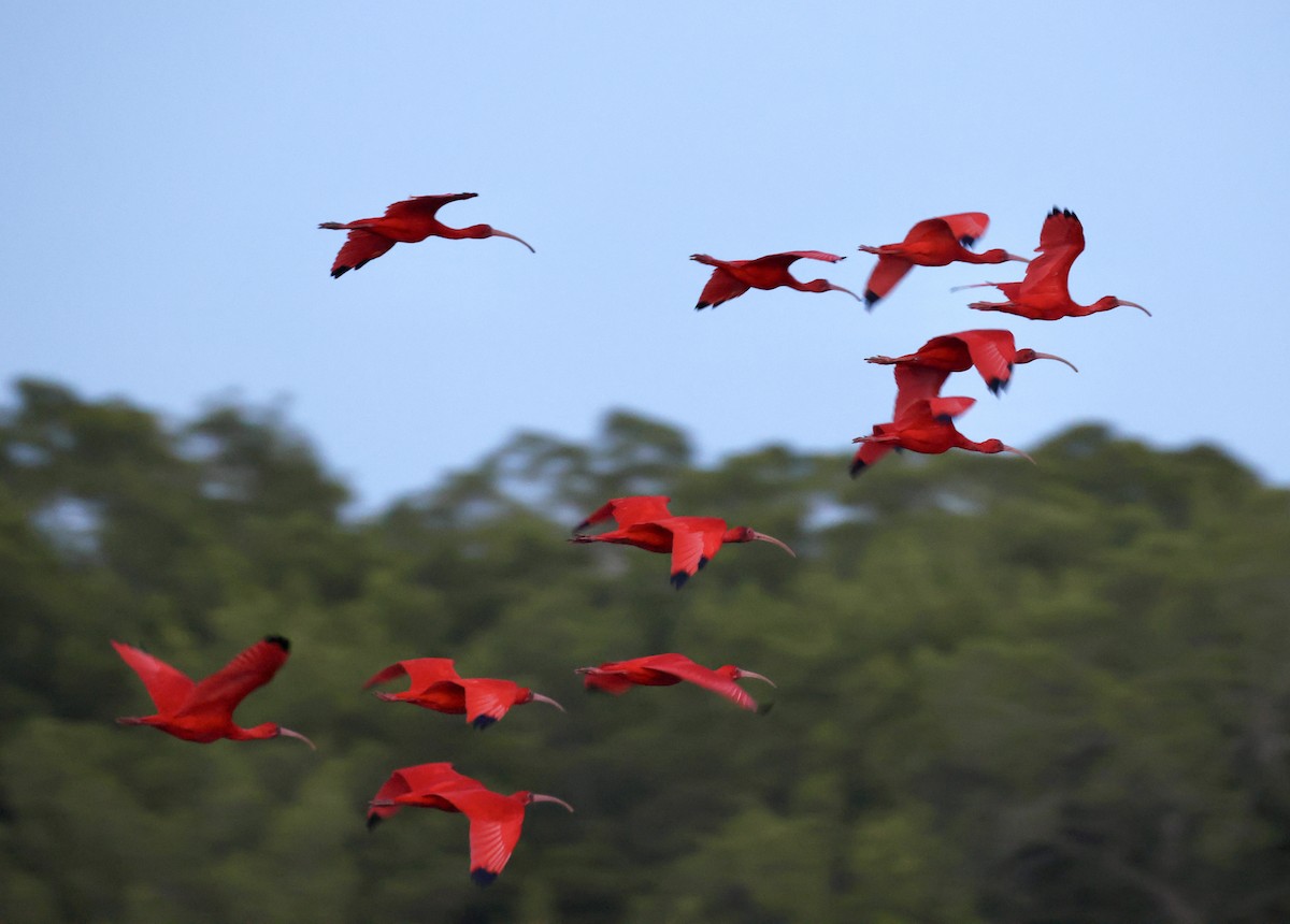 Scarlet Ibis - ML657926936