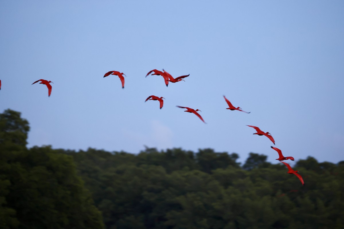 Scarlet Ibis - ML657926972