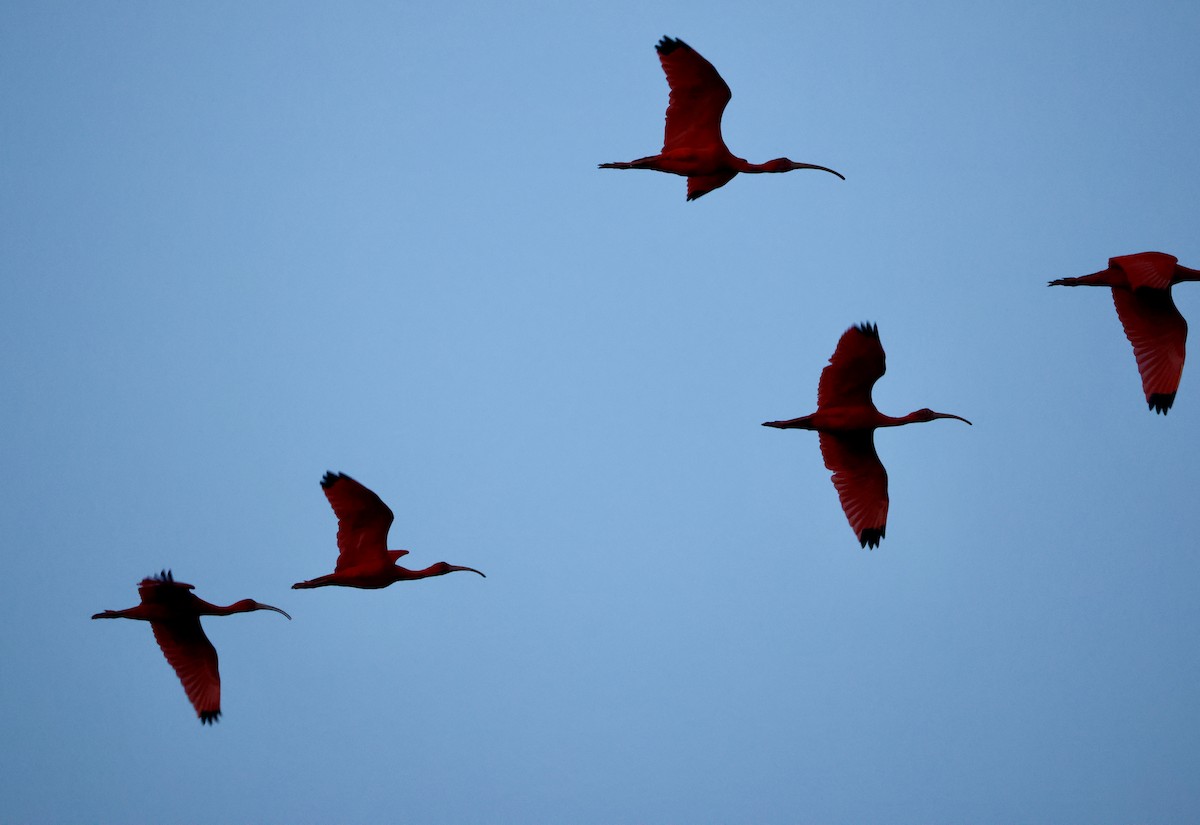 Scarlet Ibis - ML657926973