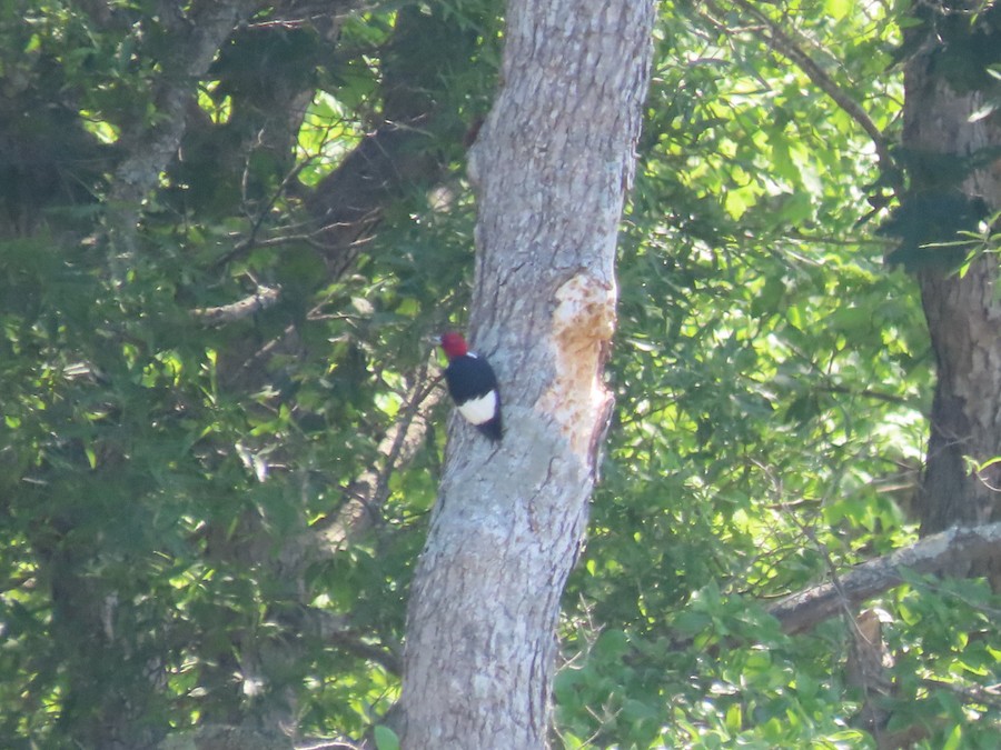 Red-headed Woodpecker - Ruth Bergstrom