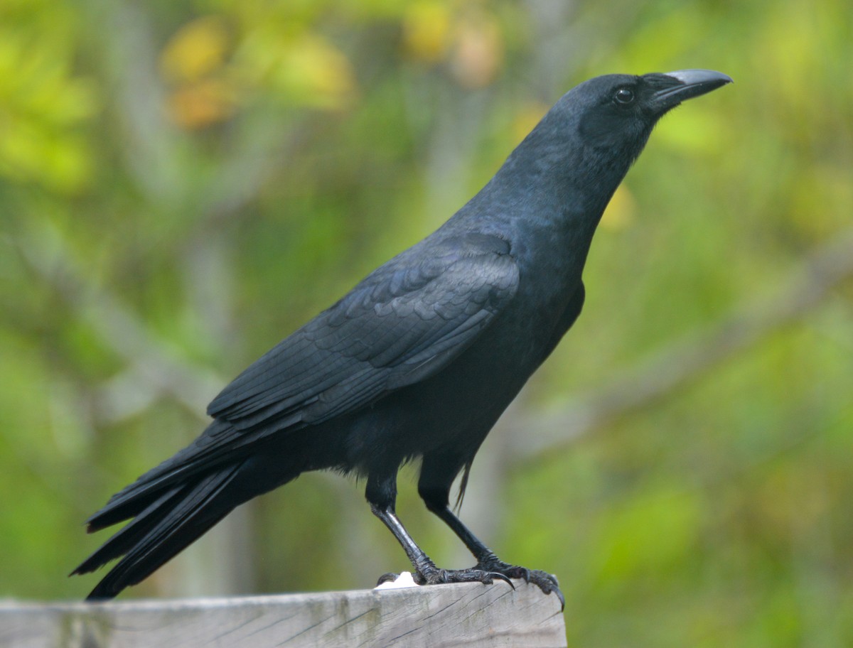 Fish Crow - ML657927340