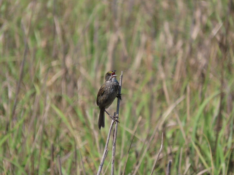 Seaside Sparrow - Ruth Bergstrom