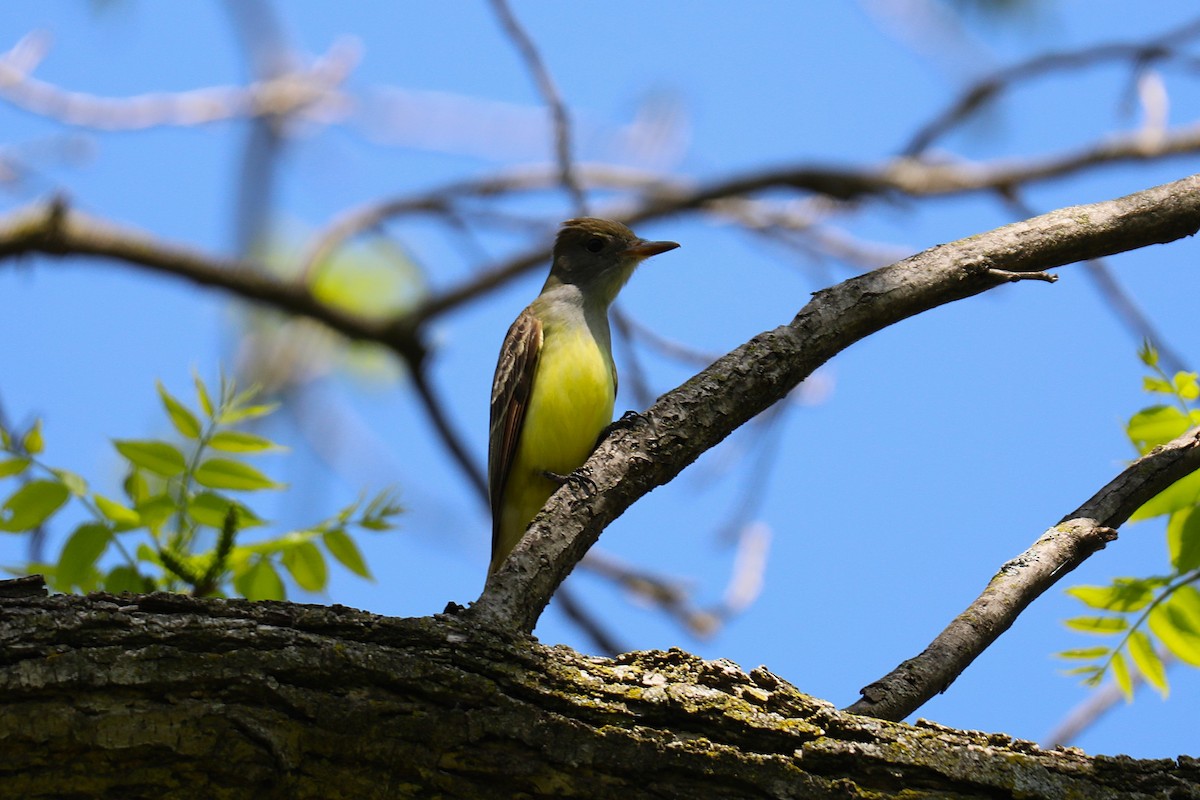 Great Crested Flycatcher - ML657928038