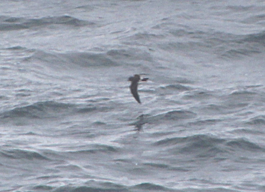 Wellenläufer - ML657928716