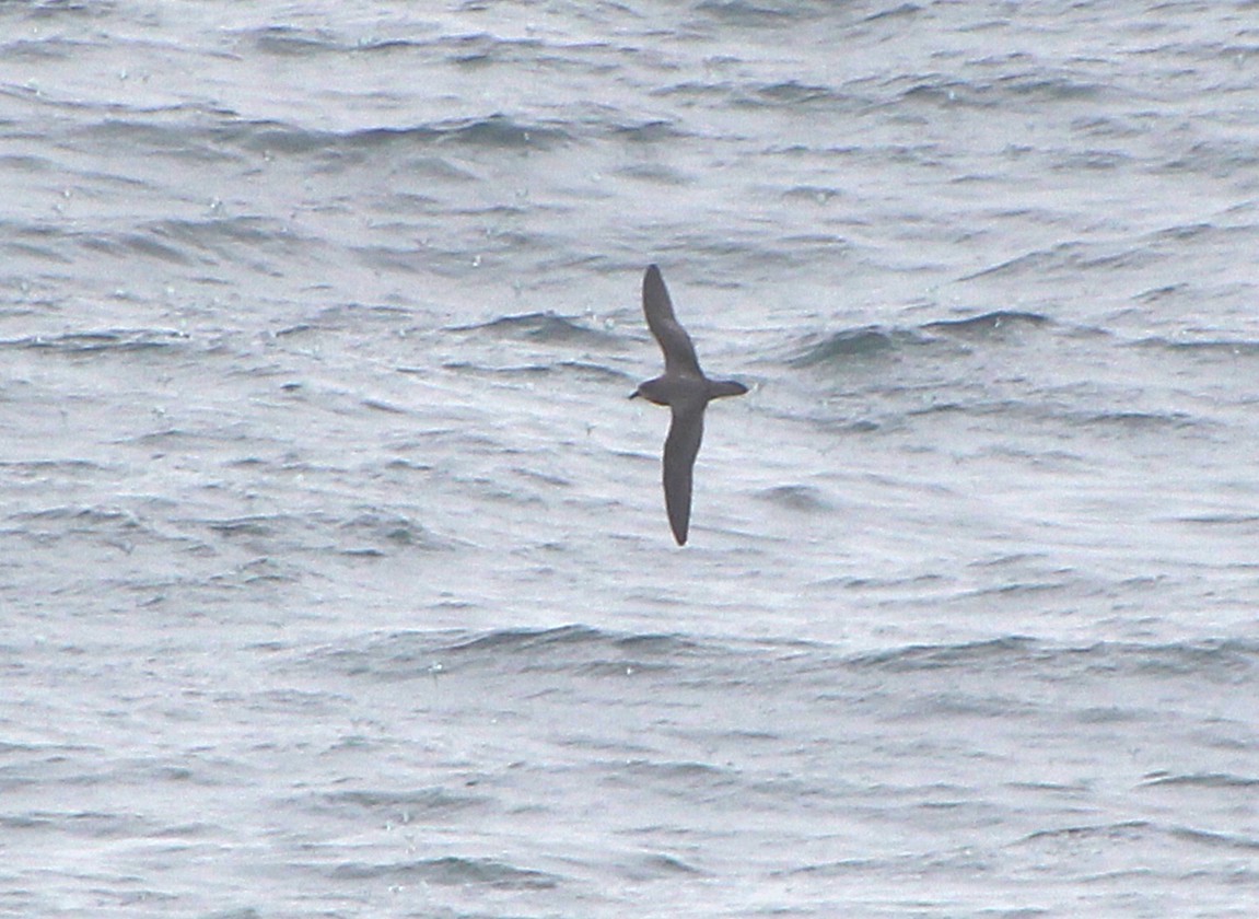 Murphysturmvogel - ML657928780
