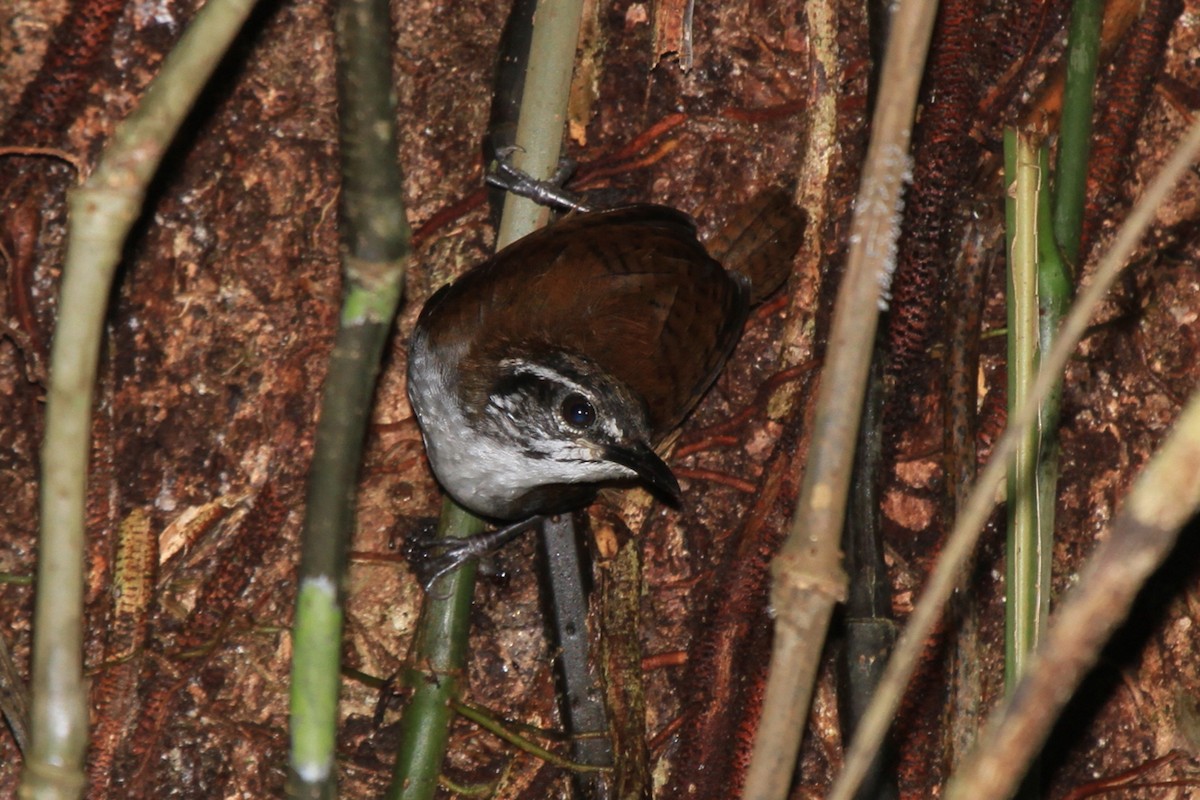 White-breasted Wood-Wren (Cherrie's) - ML65792891