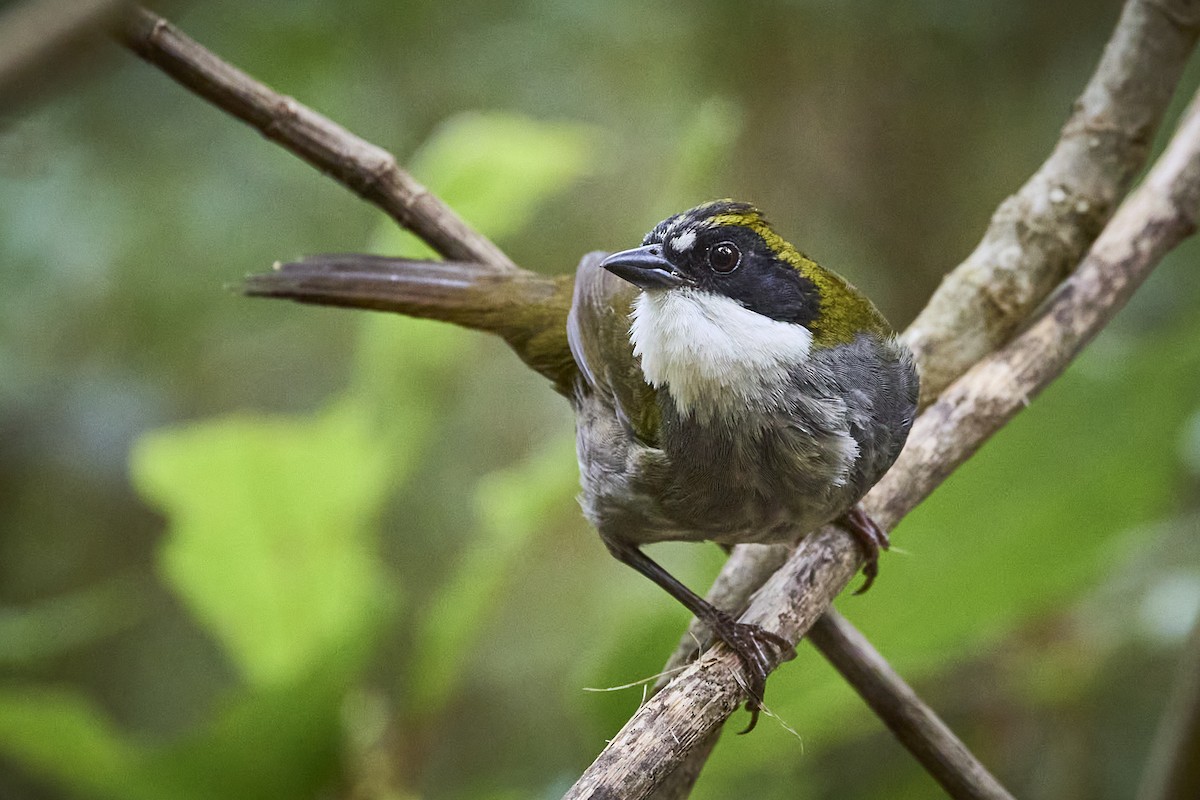Green-striped Brushfinch - ML657929258