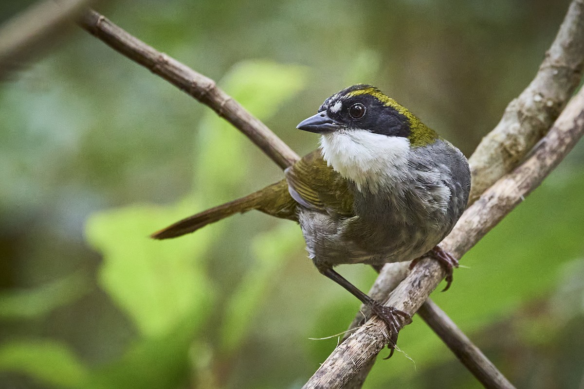 Green-striped Brushfinch - ML657929261