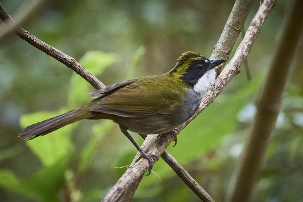 Green-striped Brushfinch - ML657929269