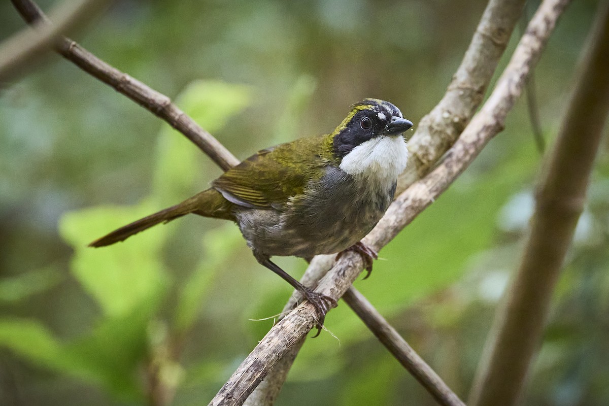 Green-striped Brushfinch - ML657929271