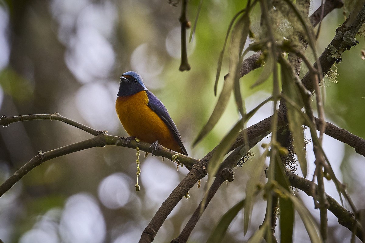 Elegant Euphonia - ML657929363