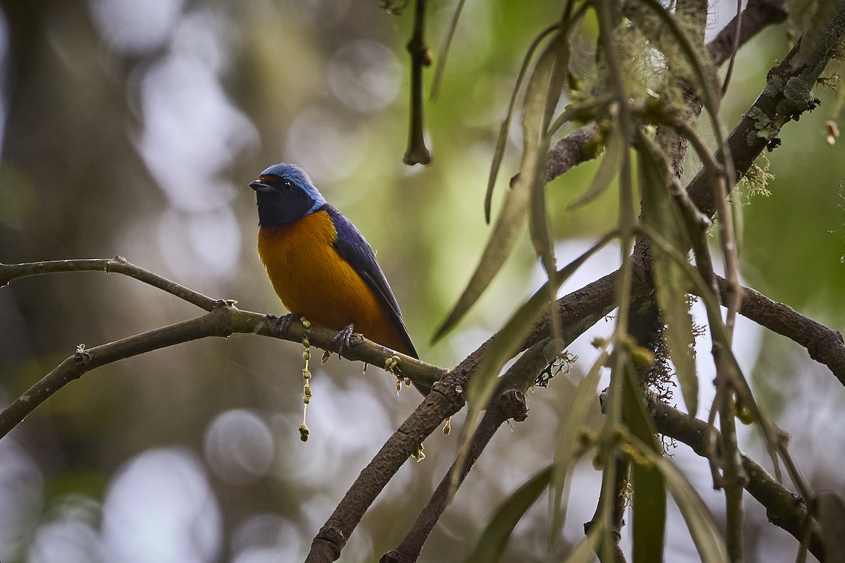 Elegant Euphonia - ML657929364