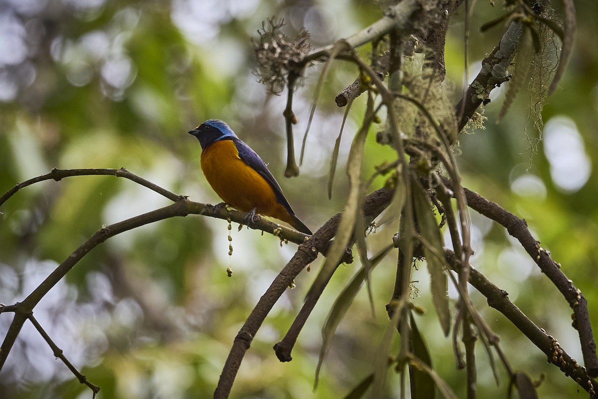 Elegant Euphonia - ML657929365