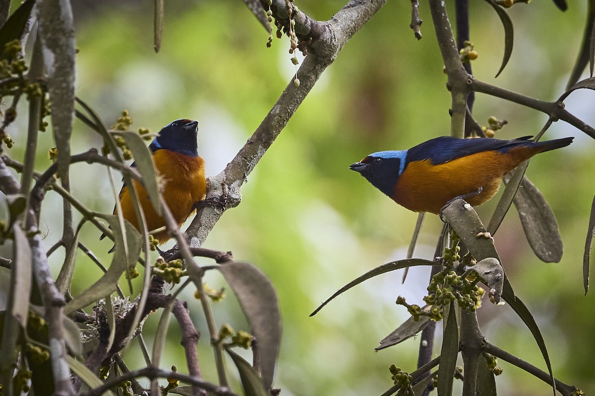 Elegant Euphonia - ML657929366