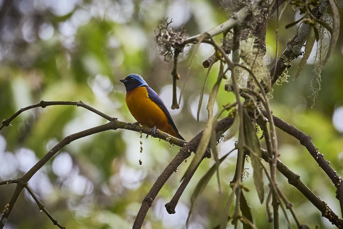 Elegant Euphonia - ML657929367