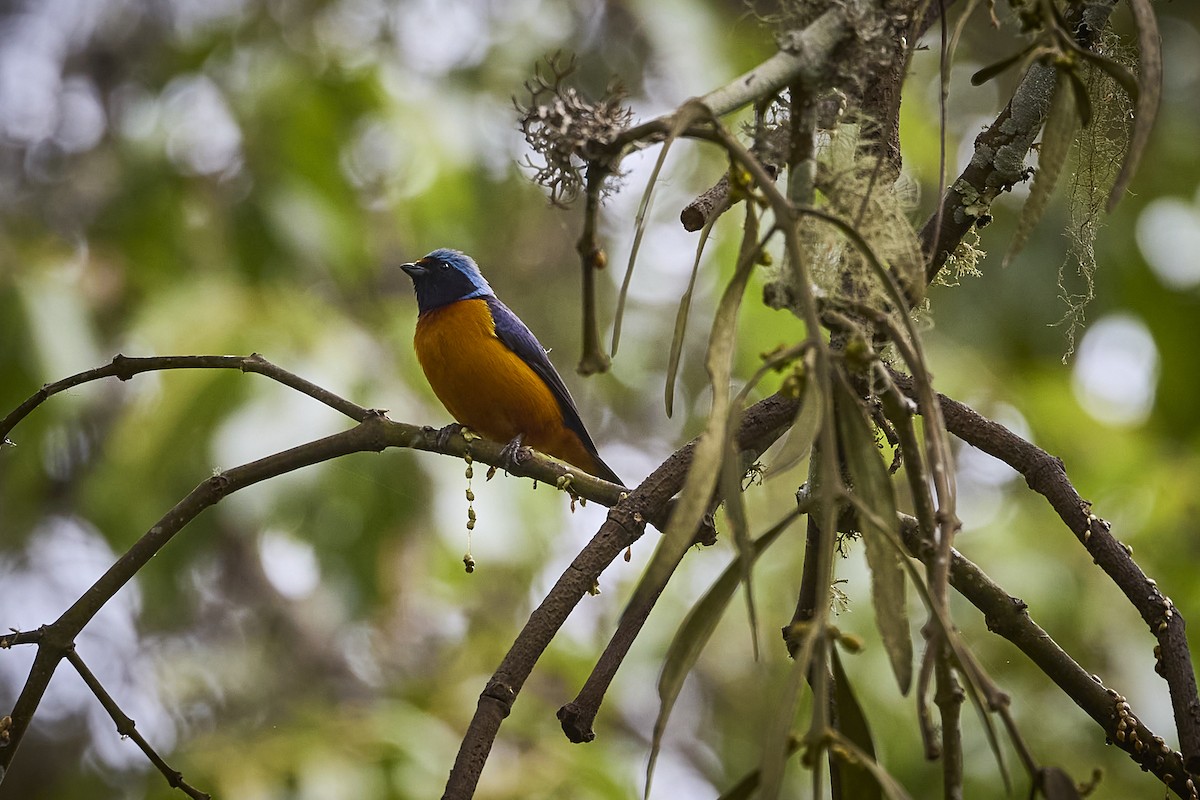 Elegant Euphonia - ML657929368