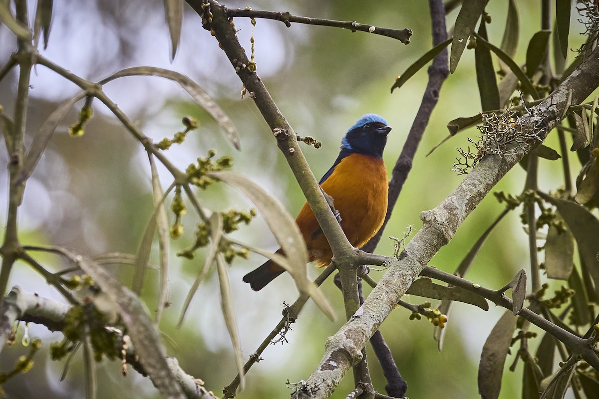 Elegant Euphonia - ML657929369