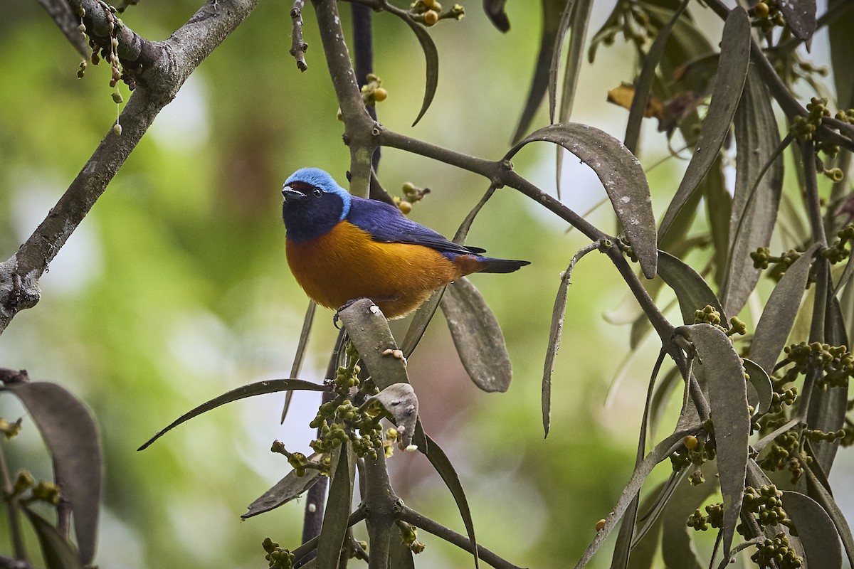 Elegant Euphonia - ML657929370