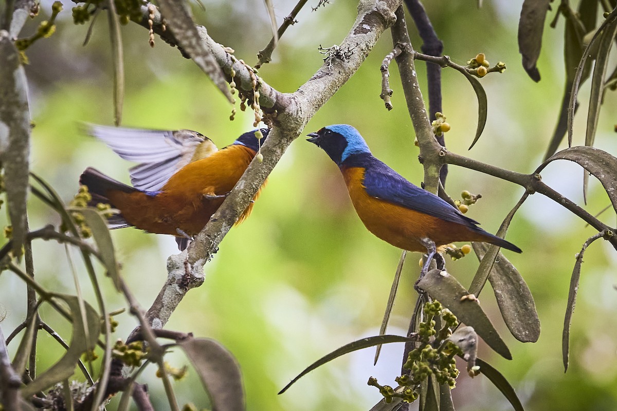 Elegant Euphonia - ML657929371