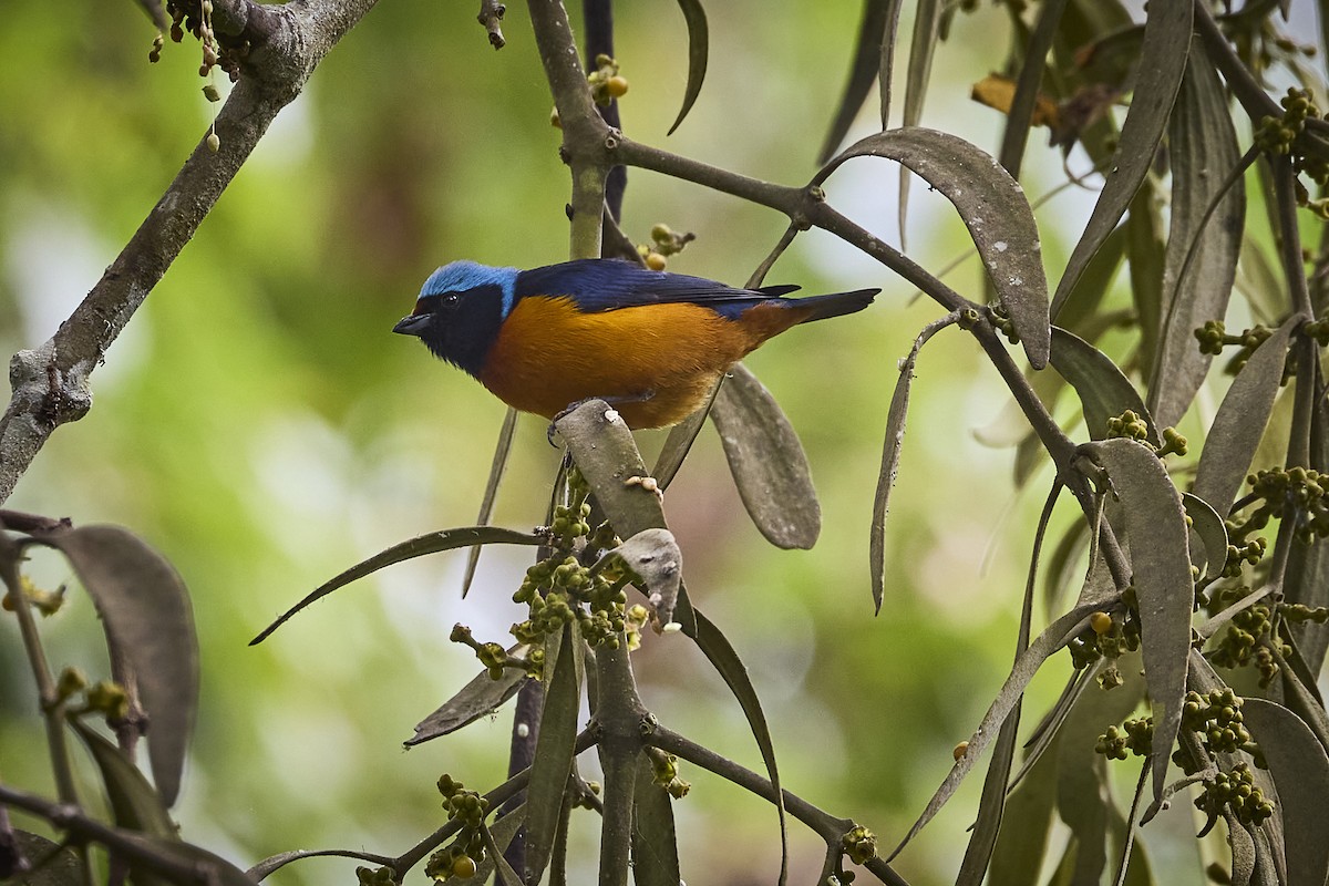Elegant Euphonia - ML657929372