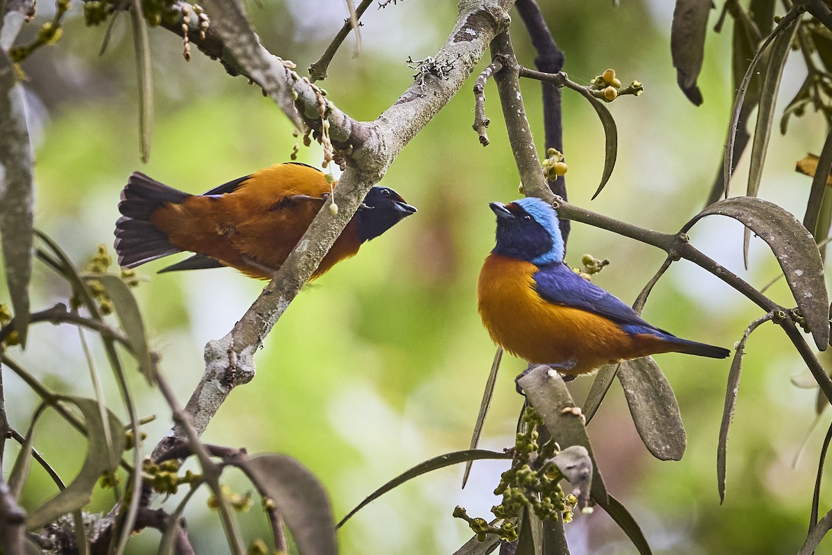 Elegant Euphonia - ML657929373