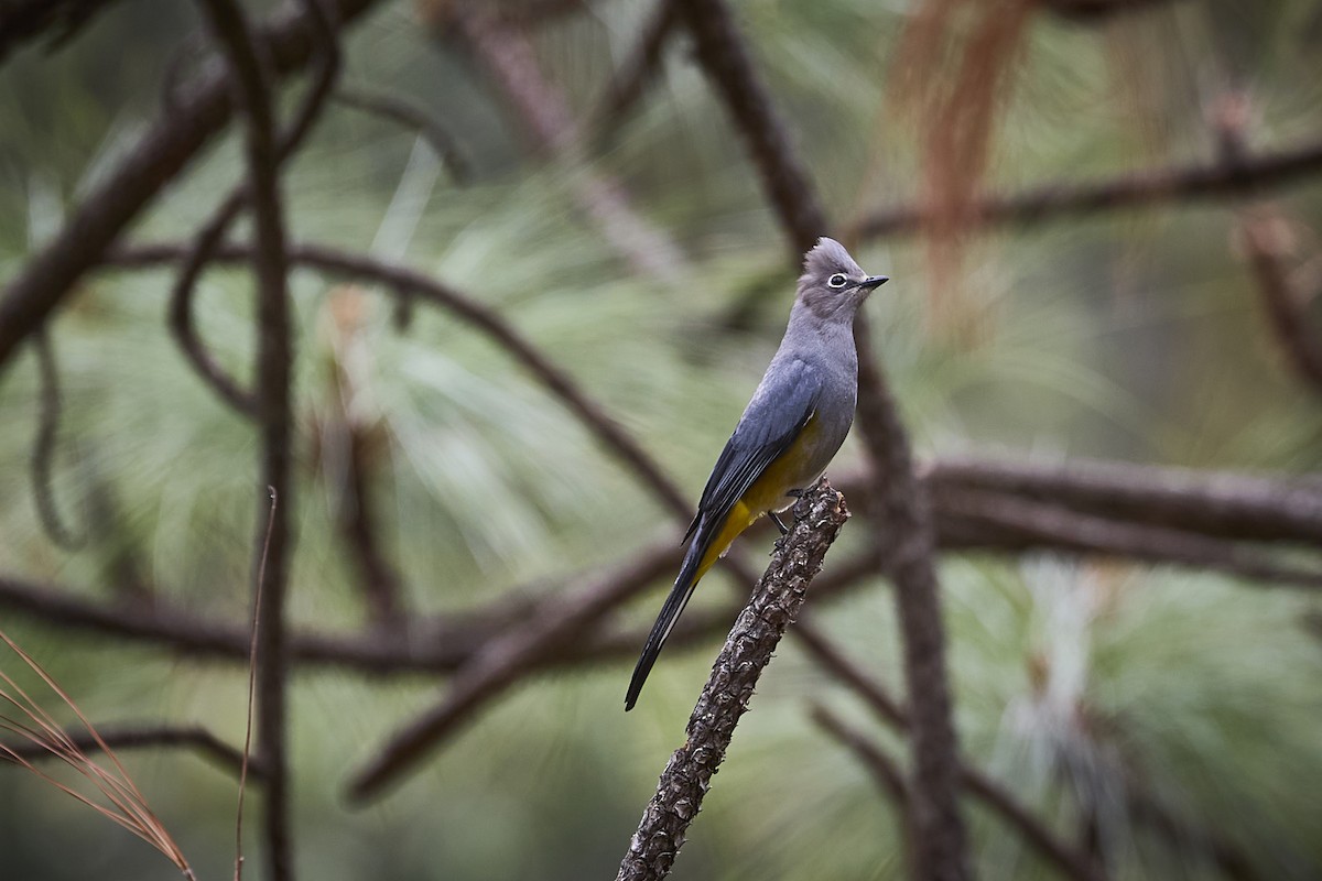 Gray Silky-flycatcher - ML657929438