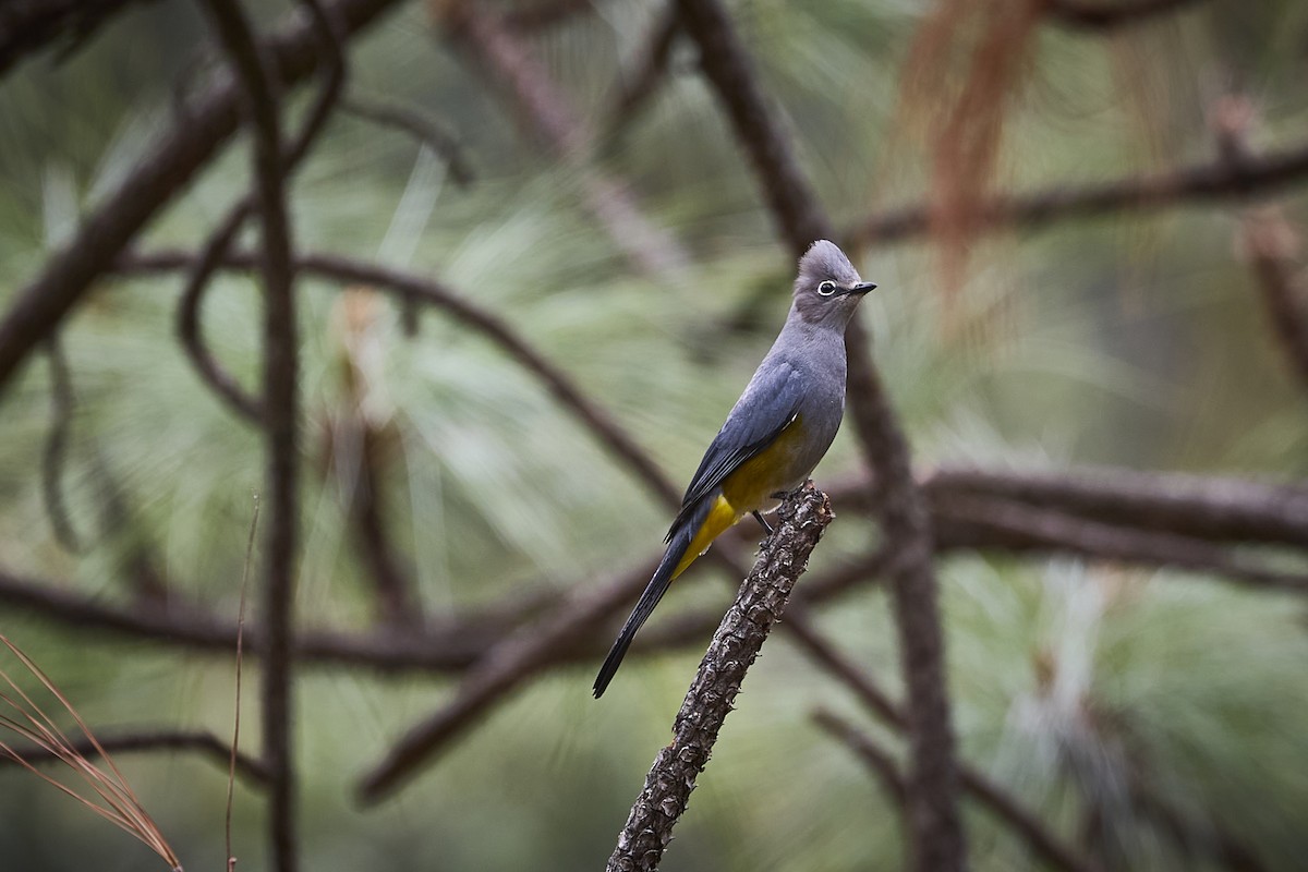 Gray Silky-flycatcher - ML657929439