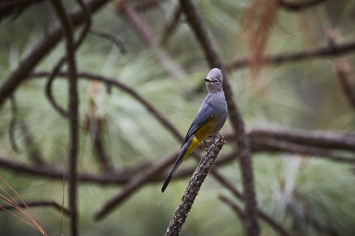 Gray Silky-flycatcher - ML657929440
