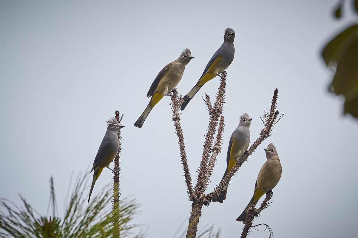 Gray Silky-flycatcher - ML657929441