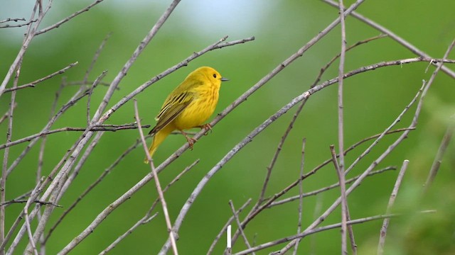 Northern Yellow Warbler - ML657929455
