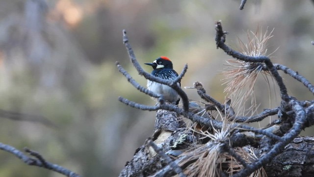 Acorn Woodpecker - ML657929635