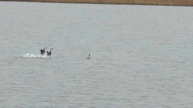 Western Grebe - ML657929687