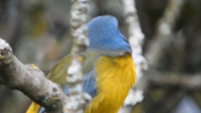 Blue-and-yellow Tanager - ML657929709