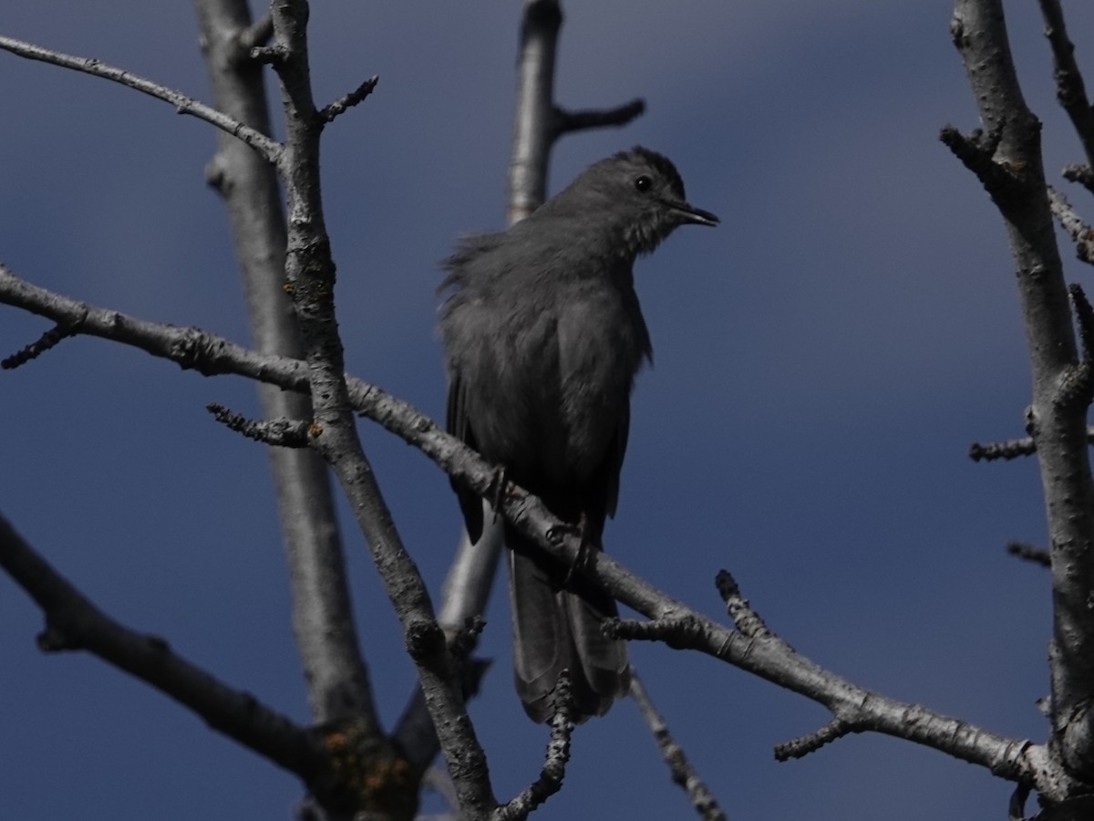 Pájaro Gato Gris - ML657930143