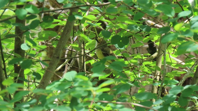 White-eyed Vireo - ML657930488