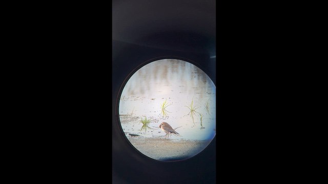 Killdeer - ML657930548