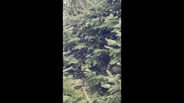 Cape May Warbler - ML657930587