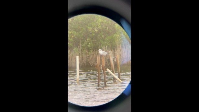 Forster's Tern - ML657930743