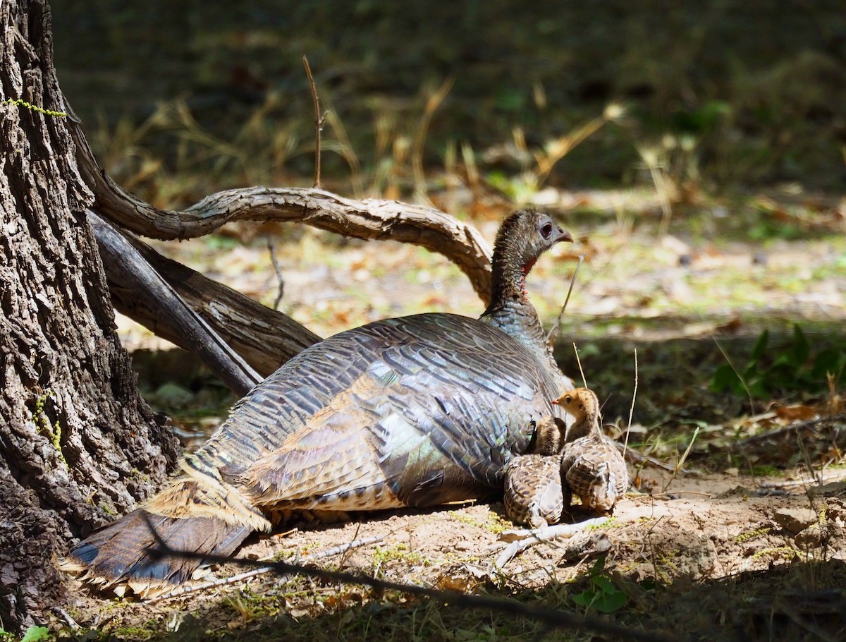 Wild Turkey - ML657930825
